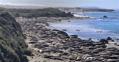 friends of the elephant seal live cam