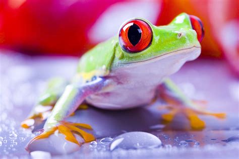 Croaking with Cute: Admiring the Fascinating Backgrounds of Frogs - An SEO title emphasizing the adorable and captivating nature of frog backgrounds.