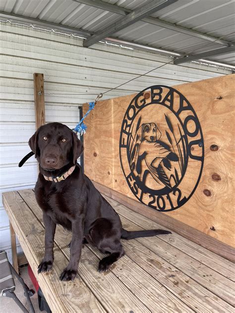 Frog Bayou Retrievers