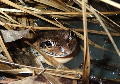 Frog Calls