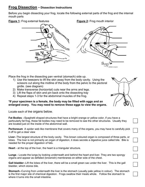 Frog Dissection Instructions