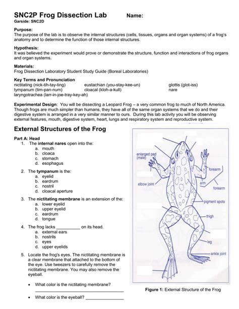 frog dissection pre lab worksheet answers