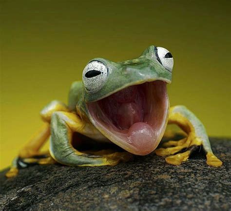 Frog Funny