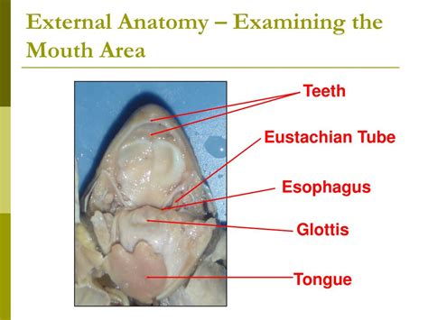 frog glottis function