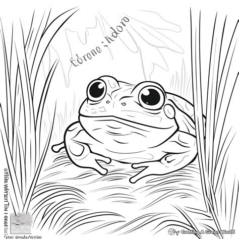 Frog Hidden Picture Printable