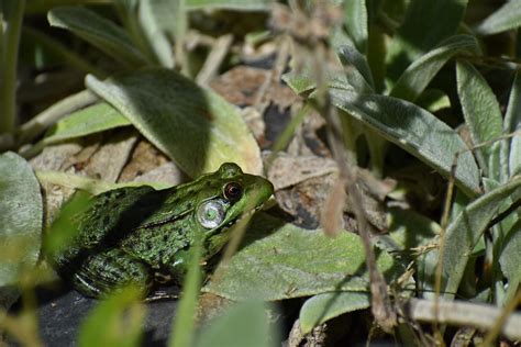 Frog In My Yard