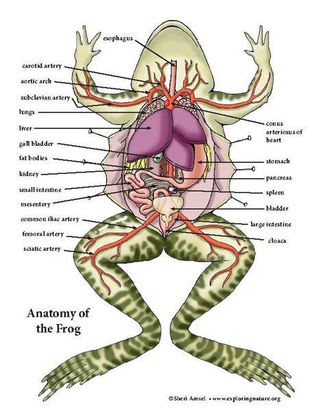 Frog Internal Anatomy