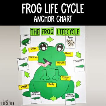 Frog Life Cycle Anchor Chart