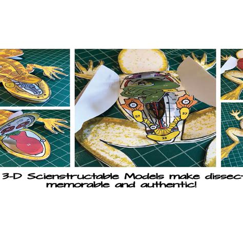 Frog Scienstructable 3d Dissection Model Answer Key Frog Dis