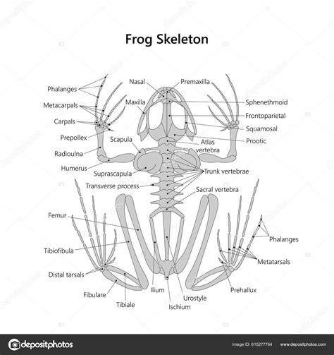 Frog Skeletal System