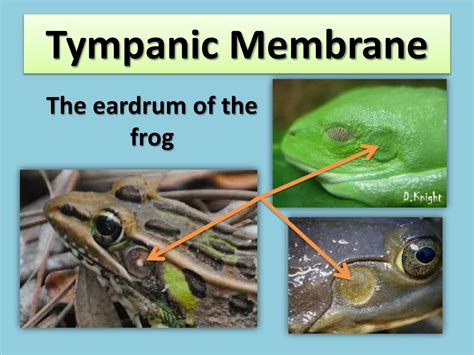 frog tympanic membrane function
