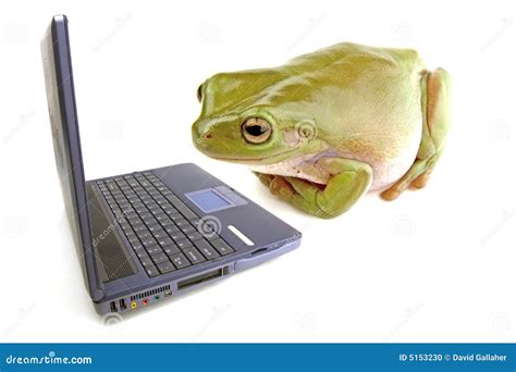 Frog Using a Computer
