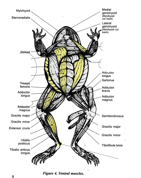 frog ventral