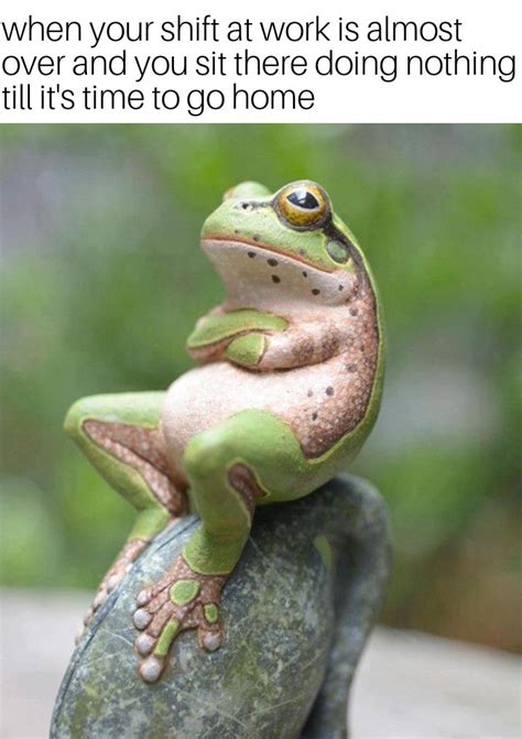 Froggy Memes