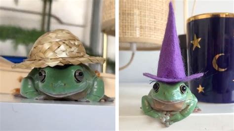 Frogs In Hats