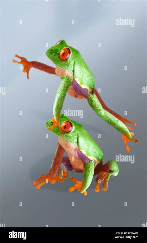 frogs playing leapfrog