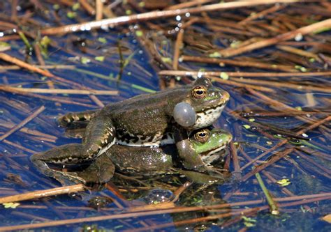 frogs screaching and mating