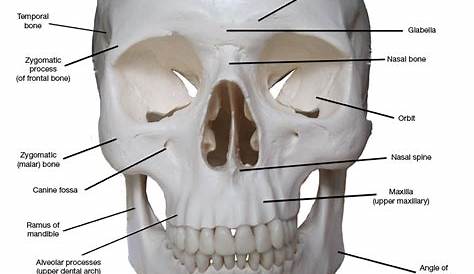 Skull diagram, anterior view with labels part 3 - Axial Skeleton Visual