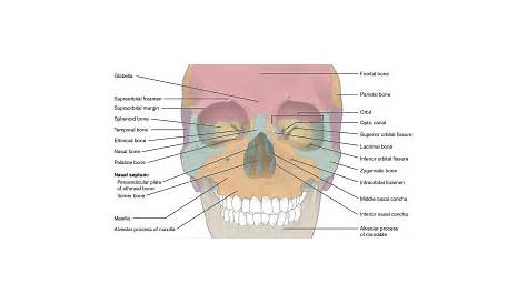 Anterior view of human skull anatomy with annotations Poster Print by