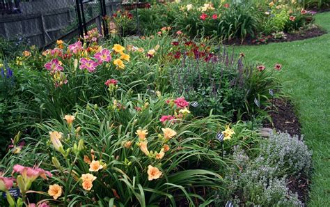 Formal daylily beds at Day lilies