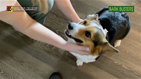 Front Door Dog Training