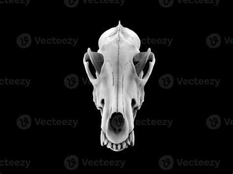 front wolf skull