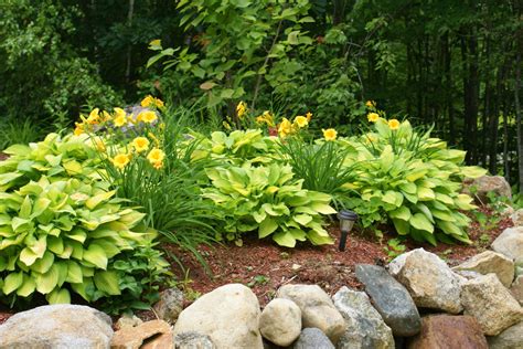 Hostas & Daylilies Easy landscaping, Front yard landscaping design