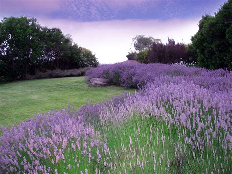 10+ Front Yard Lavender Landscaping