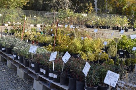 Front Yard Nursery Placerville