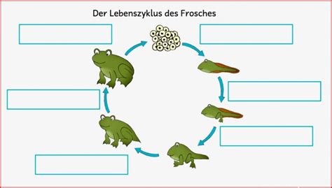 Zoologie / Biologie / Lehrmittel & Lernmittel betzold.de