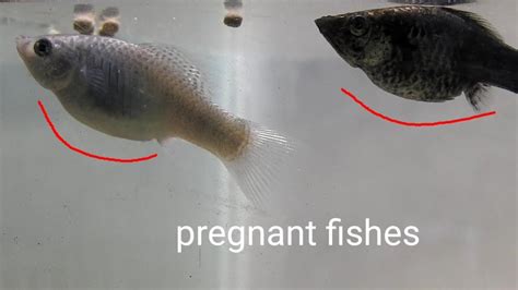 Frozen Fish When Pregnant