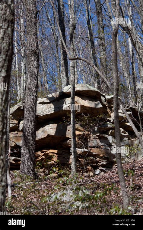 Frozen Head State Park Bears