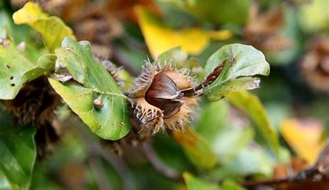 Hängebirke » Wissenswertes zur Frucht