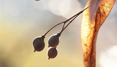 Winter-Linde (Tilia cordata): Früchte bestimmen - Winter-Linde