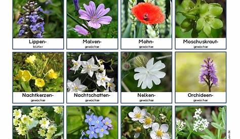Pflanzenfamilien Blütenpflanzen zum Ausdrucken • Materialien