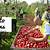 fruit picker jobs in canada lmia job