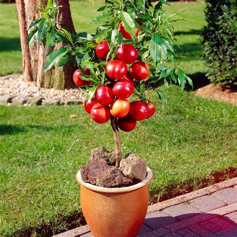 10 Dwarf Fruit Trees That You Can Grow in Pots Easily Árboles