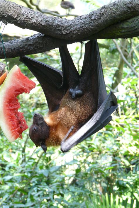Fruit Bat Balls
