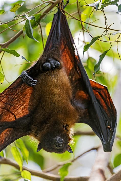 Fruit Bat Wall Hanging