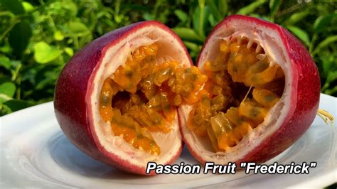 fruit de la passion frederick