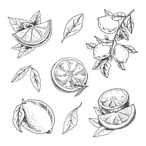 Fruit Drawing Lemon