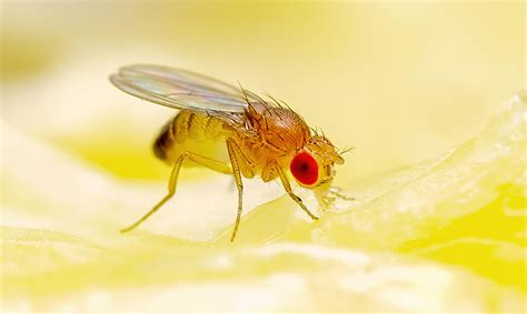 Fruit Flies Do They Bite