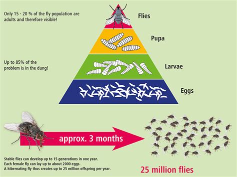 Fruit Fly Control Measures