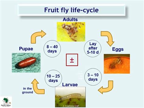 fruit fly life cycle days