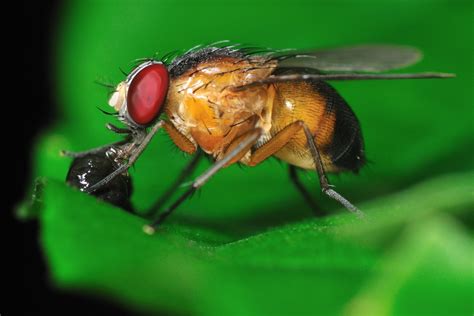 Fruit Fly Or Termite
