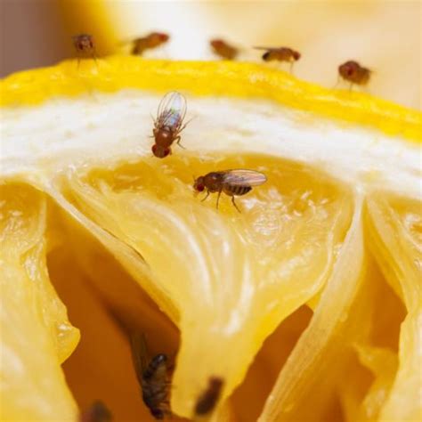 fruit fly pest control