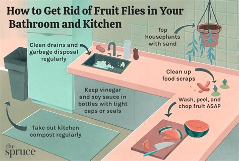 Fruit Fly Problem In Bathroom