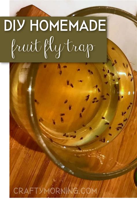 Fruit Fly Trap Best