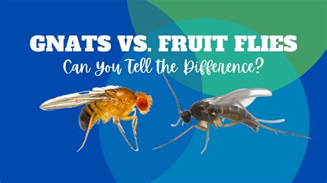 fruit fly vs gnats