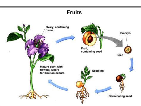 Fruit Production Without Fertilization Is Called